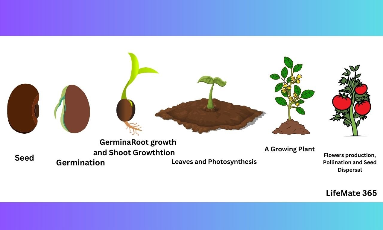 Life Cycle of Plants limemate365.com